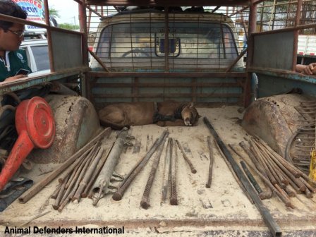 История о спасении пумы, которая жила в грузовике