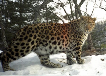 В России подсчитали амурских тигров и дальневосточных леопардов