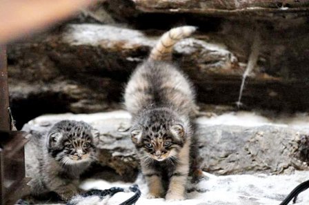 В Новосибирском зоопарке можно увидеть детенышей кота манула