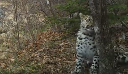 Самка дальневосточного леопарда "станцевала" перед видеоловушкой