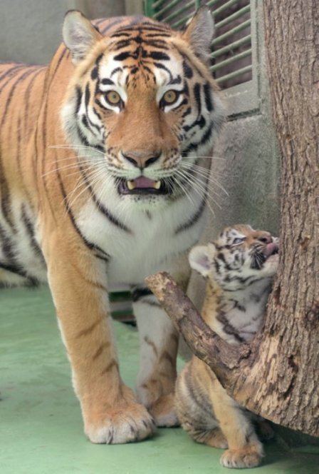 В чешском зоопарке впервые за 32 года родились амурские тигрята