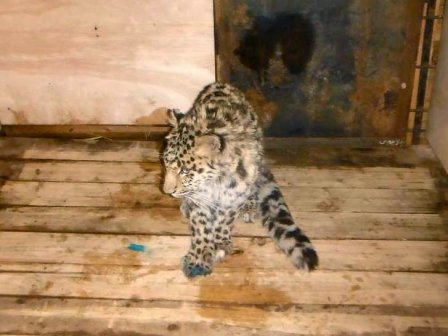 В Приморье спасают покалеченного браконьерами молодого леопарда