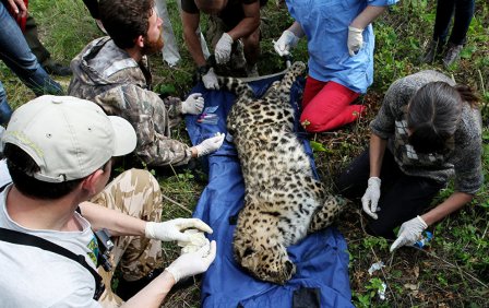 В Приморье спасают покалеченного браконьерами молодого леопарда