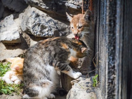 Кошка заменила рысенку маму в зоопарке Новосибирска