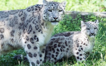 Детеныш снежного леопарда подрастает в зоопарке Кёльна