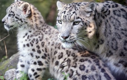 Детеныш снежного леопарда подрастает в зоопарке Кёльна