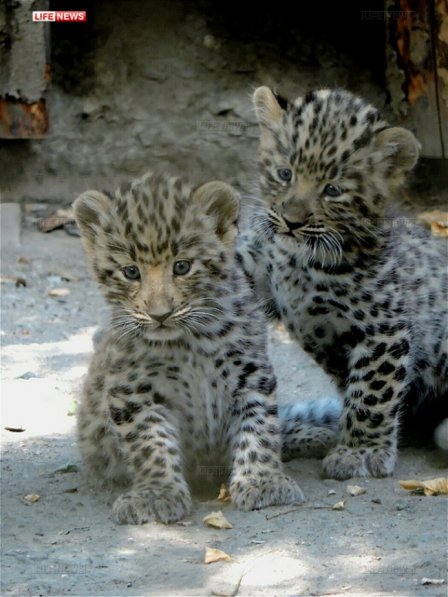 В Ростовском зоопарке родились детеныши редкого дальневосточного леопарда
