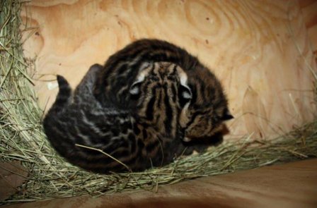 В зоопарке Южной Каролины впервые родились детеныши оцелота