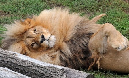 Знакомьтесь, лев Леон из зоопарка Чехии!