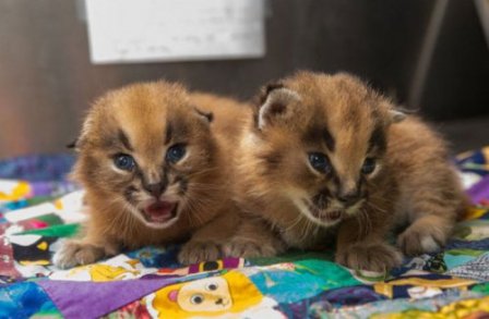 Детёныши каракала, родившиеся в Орегонском зоопарке (8 фото)