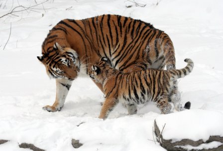 В России для охраны тигров создан национальный парк «Бикин»