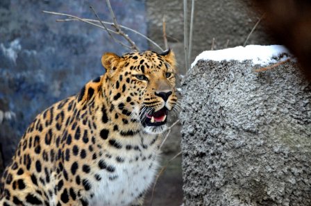 В Московский зоопарк привезли редкого дальневосточного леопарда