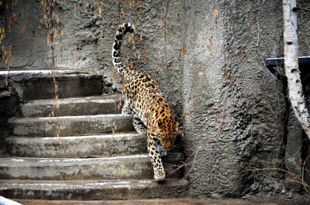 В Московский зоопарк привезли редкого дальневосточного леопарда