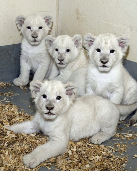 В зоопарке Торонто показали белых львят