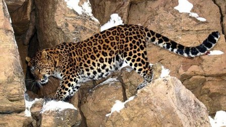 В Дагестане впервые за 20 лет засняли переднеазиатского леопарда