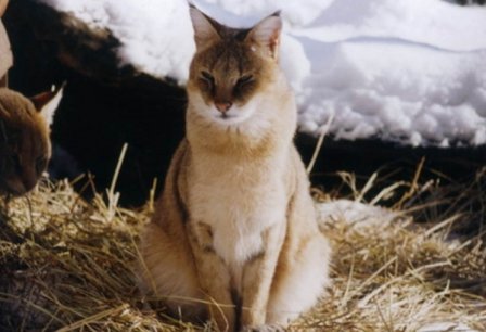 В Новосибирском зоопарке появились маргай и камышовый кот