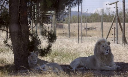 В ЮАР перенёсший стерилизацию лев внезапно стал отцом