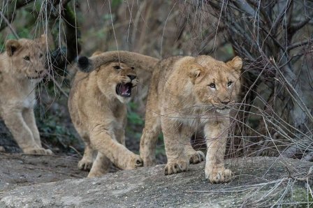 Зоопарк Базеля представил трех подрастающих львят