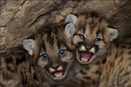 Потрясающие котята пумы найдены в природном парке