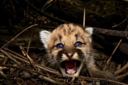 Потрясающие котята пумы найдены в природном парке