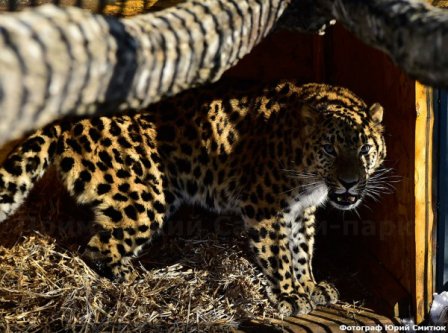 В Приморский Сафари-парк прилетел дальневосточный леопард