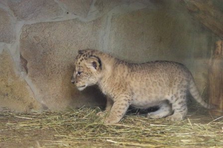 Впервые за 20 лет львята родились в Ленинградском зоопарке