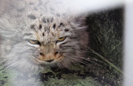 В Даурском заповеднике выпустили на волю котов-манулов, которых приютили на время зимы