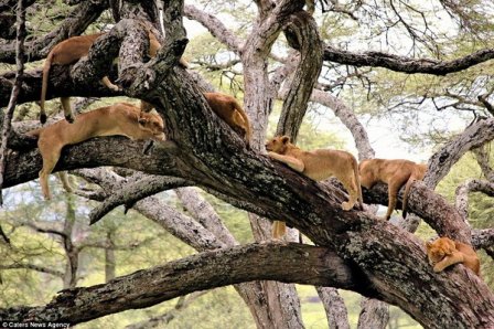 Львиное дерево в Центральном Серенгети в Танзании