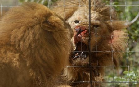 Измученных цирковых львов поместили в заповедник в Южной Африке