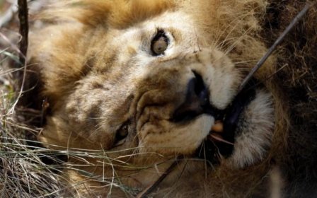 Измученных цирковых львов поместили в заповедник в Южной Африке