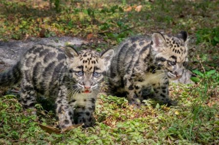 Детеныши дымчатого леопарда из зоопарка Тампы
