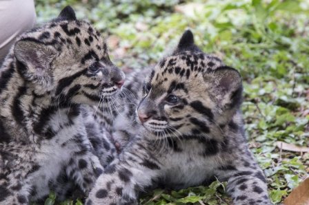 Детеныши дымчатого леопарда из зоопарка Тампы
