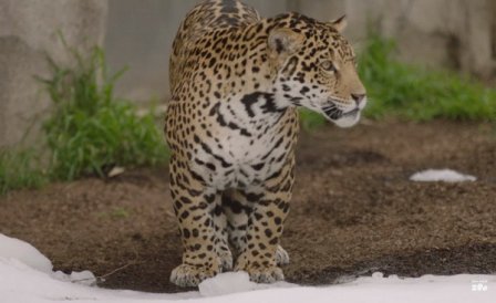 Ягуары из зоопарка Сан-Диего впервые увидели снег