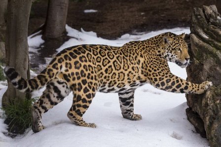 Ягуары из зоопарка Сан-Диего впервые увидели снег