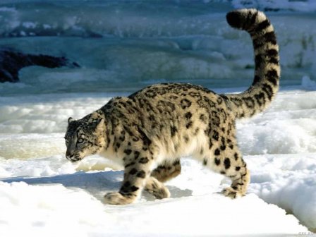 WWF рассказал о том, сколько диких кошачьих обитают на Российской территории
