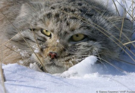 WWF рассказал о том, сколько диких кошачьих обитают на Российской территории