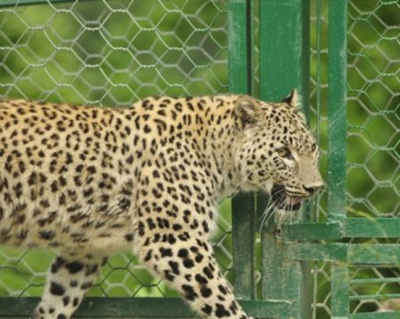 В Новосибирский зоопарк из Сочи привезли редкого леопарда
