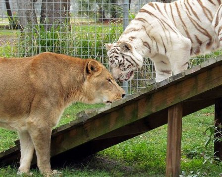 Любовь не знает границ: лев и тигрица живут вместе