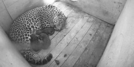 В Сочи в День России родились три детеныша редкого леопарда