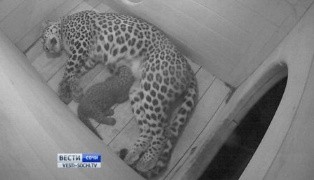 В Сочи родились еще три детеныша переднеазиатского леопарда