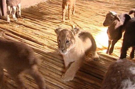 В Дагестане появилась львица-пастух