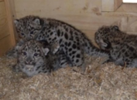 В Пермском зоопарке родились три детеныша снежного барса