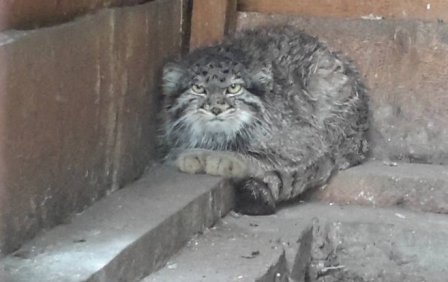 В Киргизии спасают истощенного кота манула