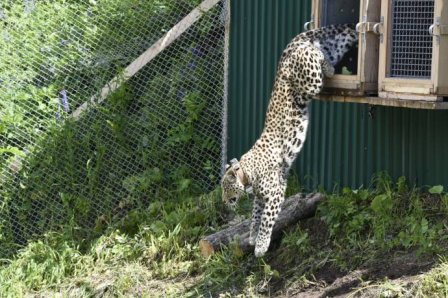 В Сочи выпустили в дикую природу трех леопардов