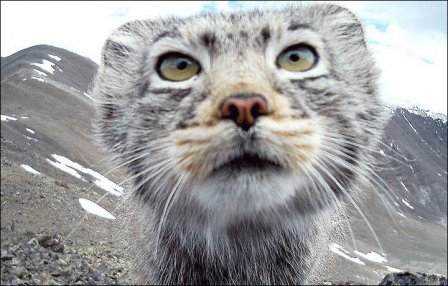 Фото алтайского кота-манула с фотоловушки разлетелись по всему миру