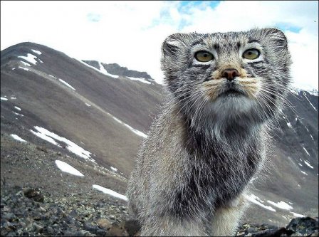 Фото алтайского кота-манула с фотоловушки разлетелись по всему миру