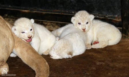 В зоопарке Тбилиси (Грузия) родились три белых львенка