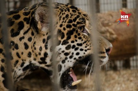 Самарский зоопарк представил публике детеныша ягуара