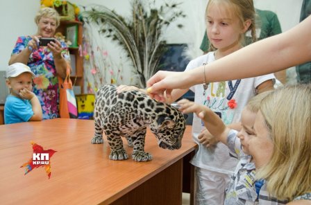 Самарский зоопарк представил публике детеныша ягуара