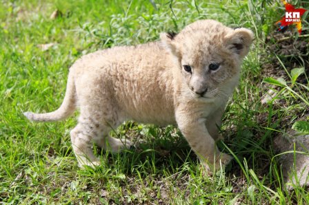В Барнаульский зоопарк привезли маленькую львицу
